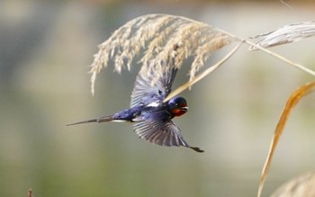 2022年5月28日(土) 千里南公園の野鳥観察記録