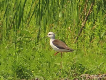 2022年5月28日(土) 多摩川二ヶ領宿河原堰の野鳥観察記録