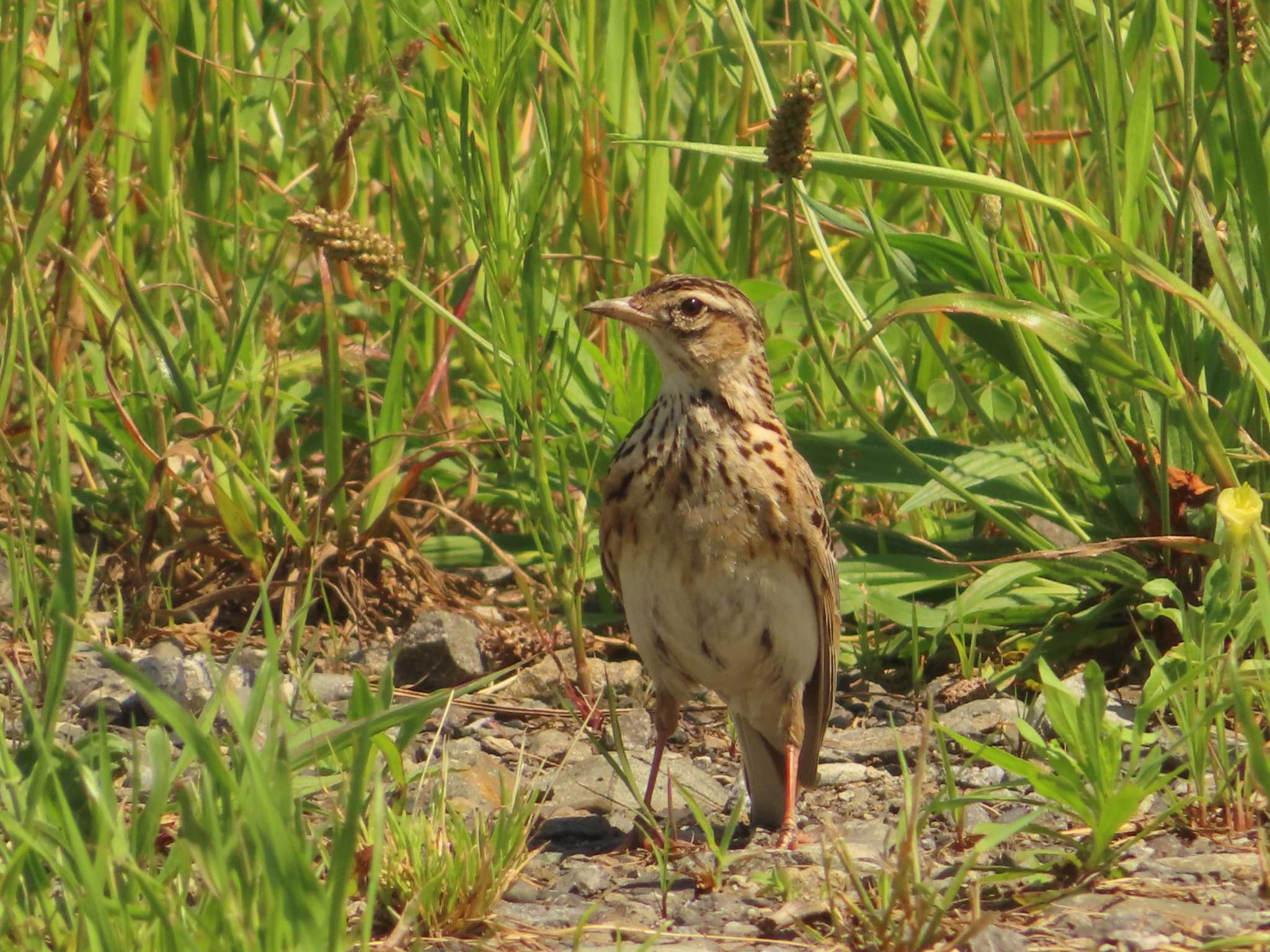 Eurasian Skylark