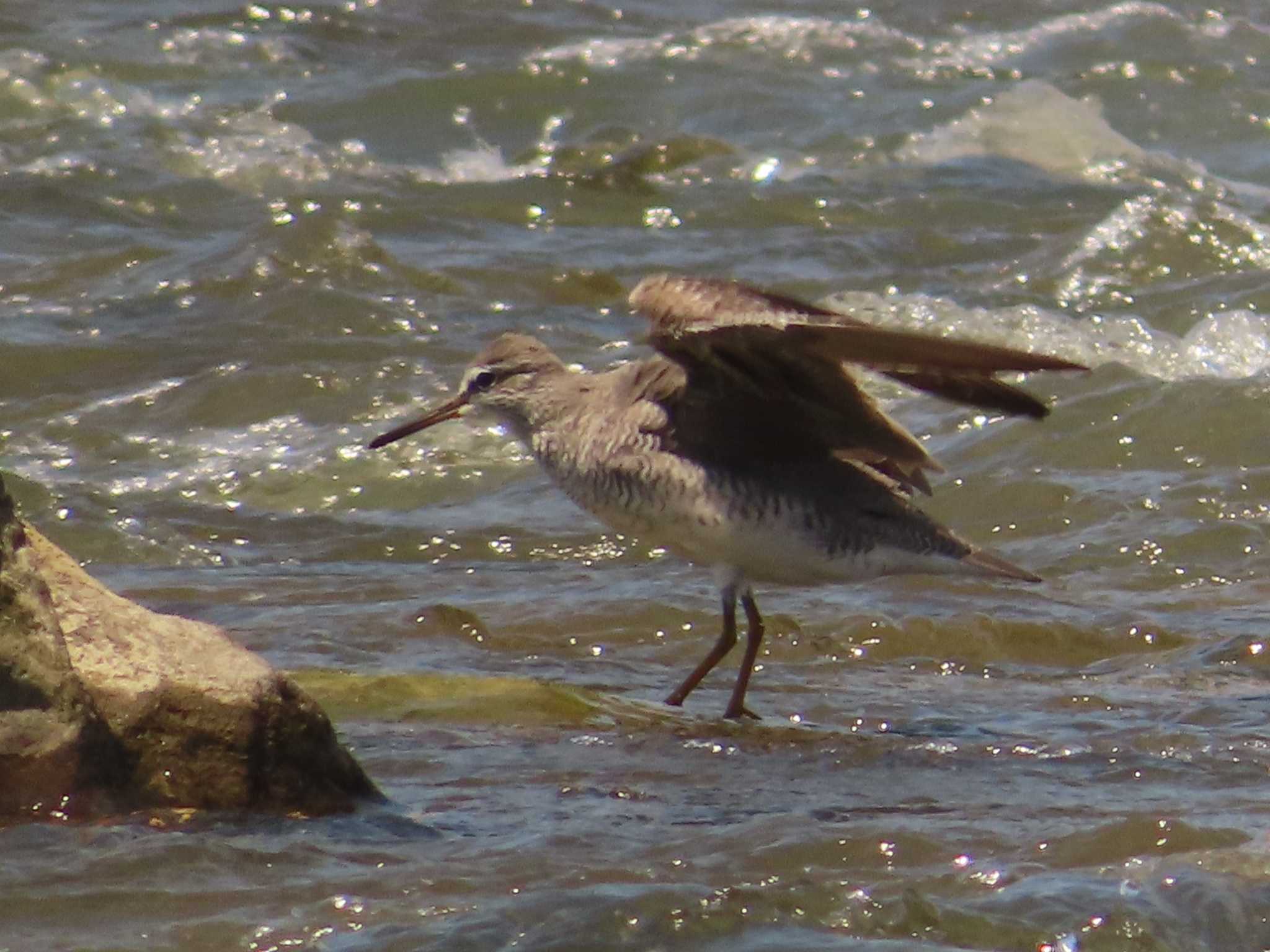 Grey-tailed Tattler