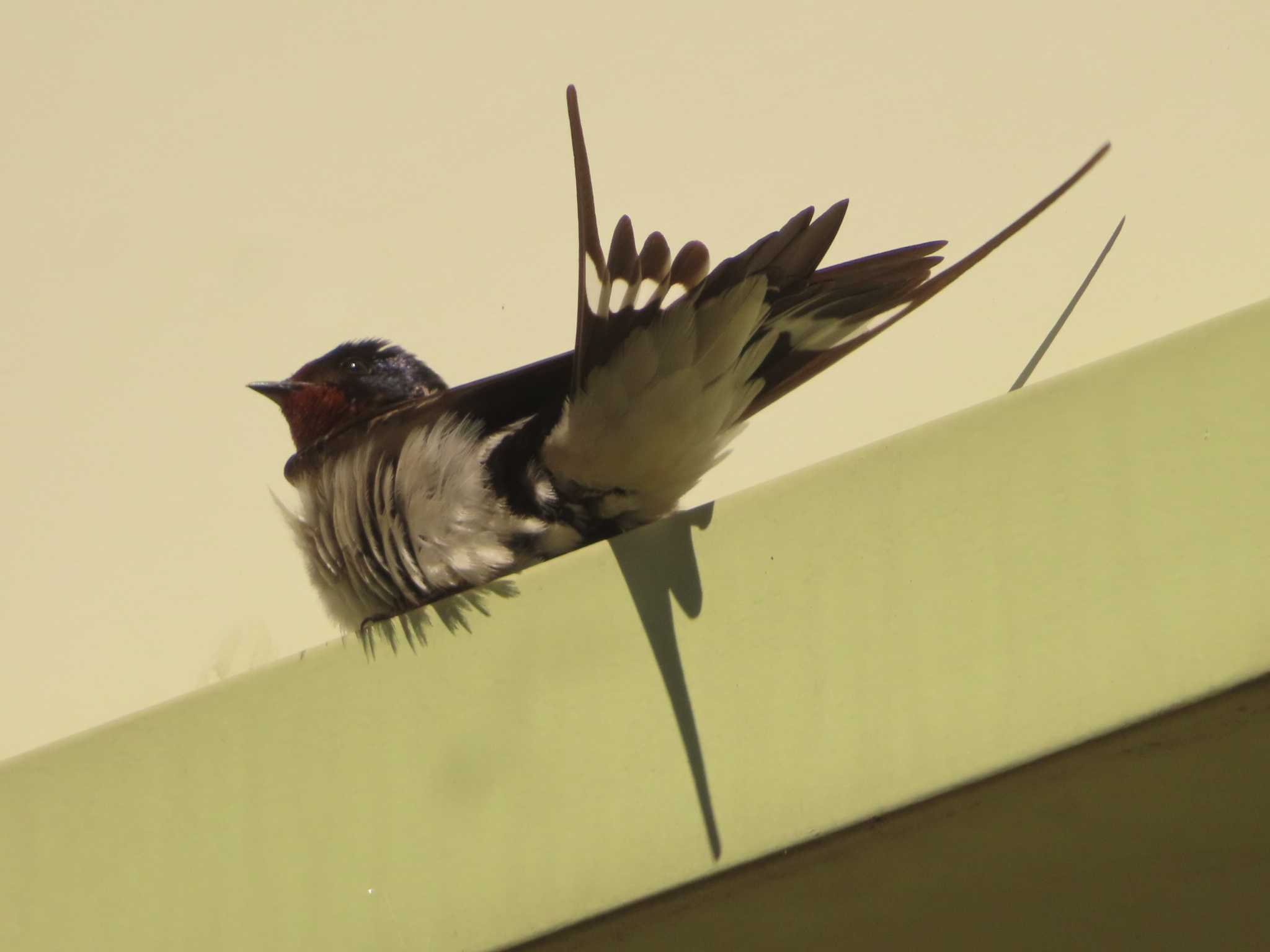 Barn Swallow