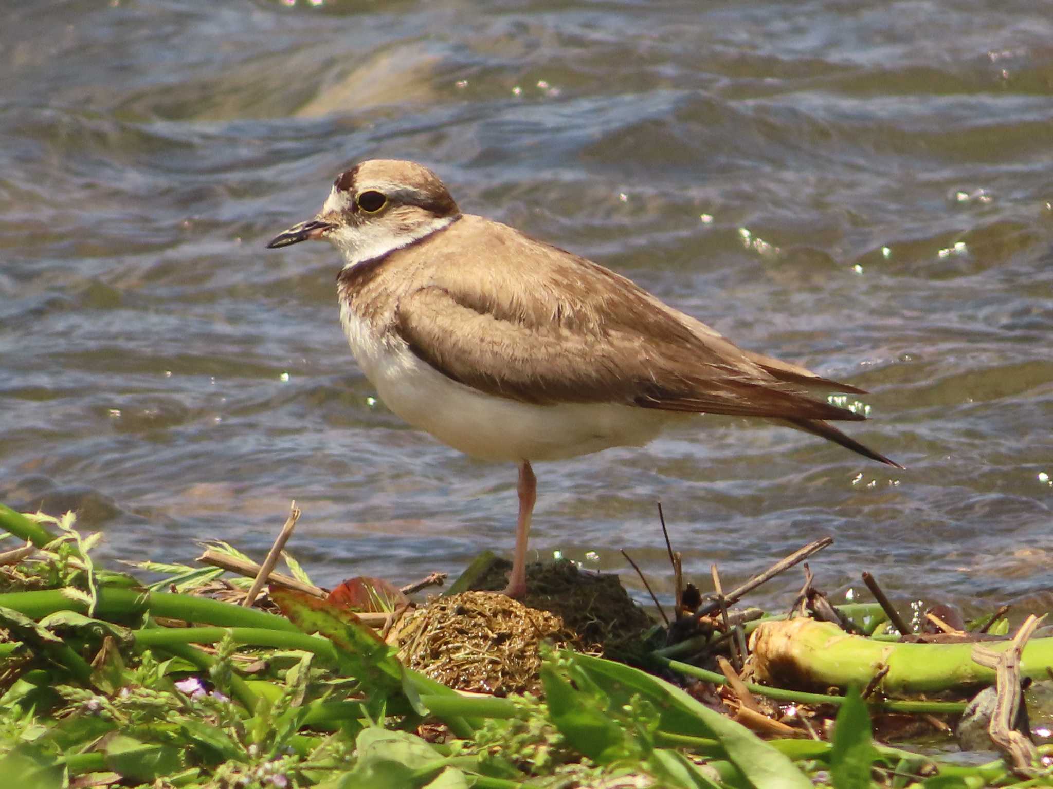 Long-billed Plover