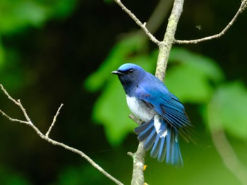 Blue-and-white Flycatcher 軽井沢町 Sun, 5/22/2022