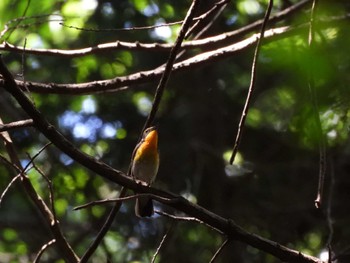 Narcissus Flycatcher 八王子城址 Sat, 5/28/2022