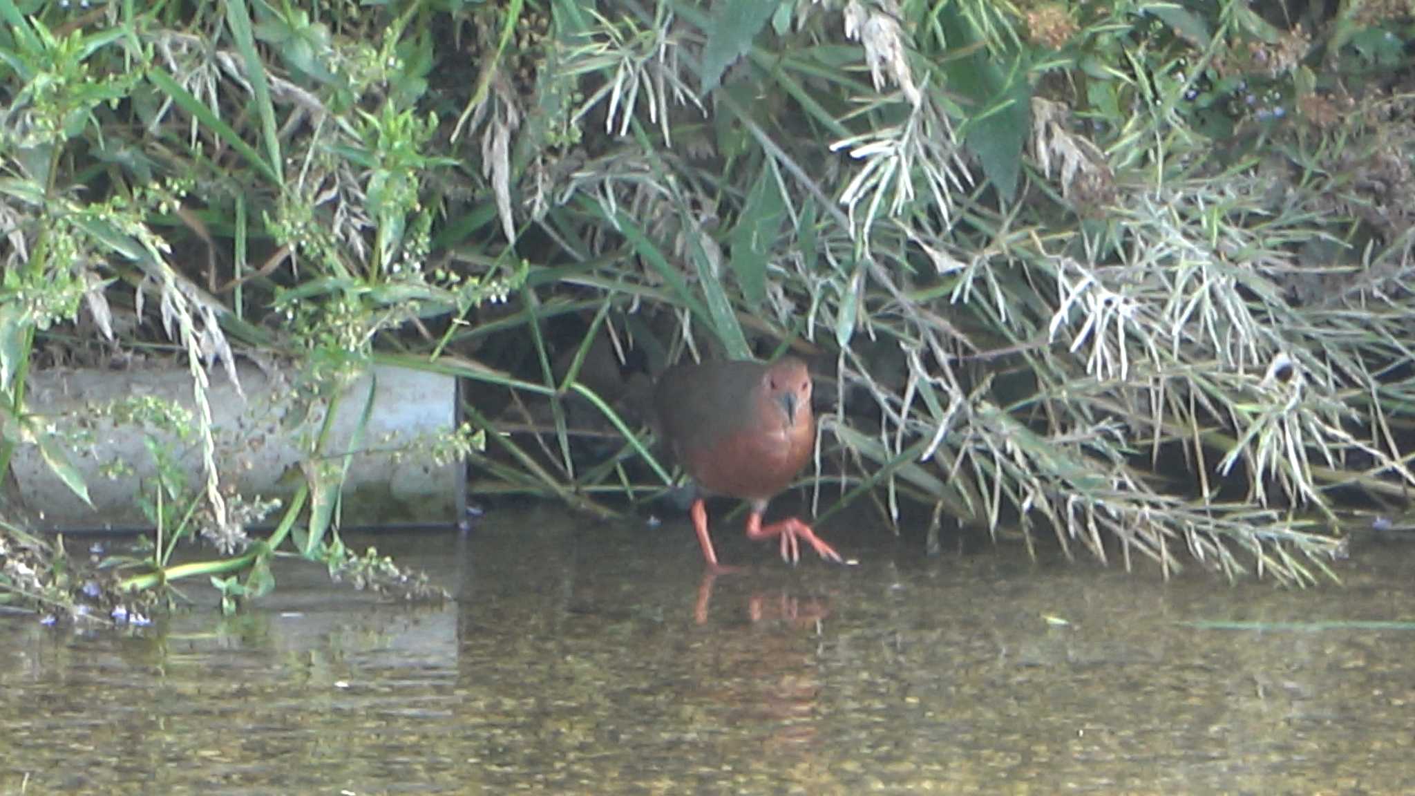 Ruddy-breasted Crake