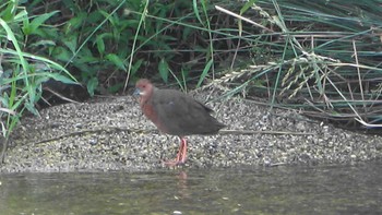 Tue, 5/24/2022 Birding report at 三滝川