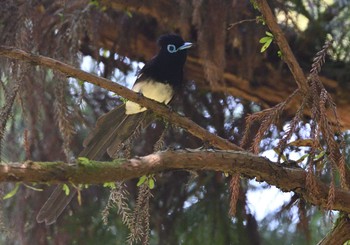 2022年5月28日(土) 八王子城跡の野鳥観察記録