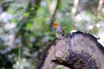 2022年5月24日(火) 三宅島の野鳥観察記録