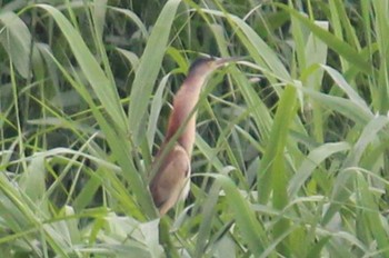 ヨシゴイ 伊佐沼 2022年5月28日(土)