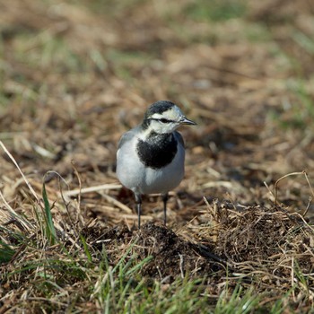 White Wagtail 奈良市水上池 Sat, 12/23/2017