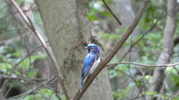 Blue-and-white Flycatcher 箕面山 Sat, 5/28/2022