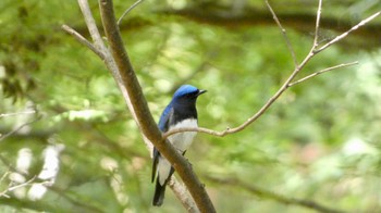 Blue-and-white Flycatcher 箕面山 Sat, 5/28/2022