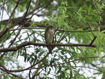 2022年5月28日(土) 大羽根緑地の野鳥観察記録