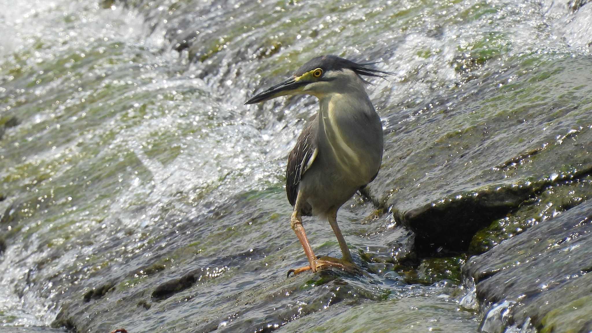 武庫川 ササゴイの写真 by いしころ