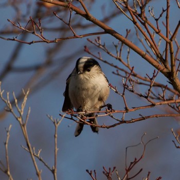 Long-tailed Tit 奈良市水上池 Sat, 12/23/2017