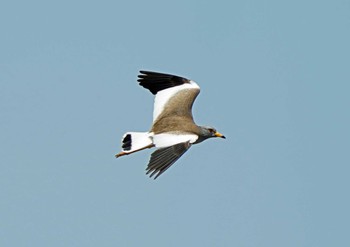 Grey-headed Lapwing Unknown Spots Sat, 5/28/2022