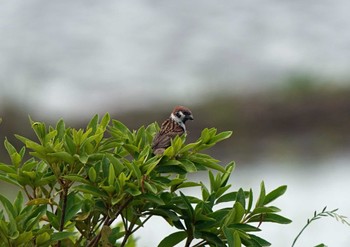 Eurasian Tree Sparrow Unknown Spots Sat, 5/28/2022