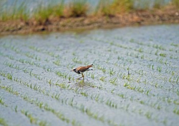 Grey-headed Lapwing Unknown Spots Sat, 5/28/2022