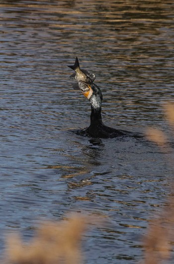 2017年12月17日(日) 水元公園の野鳥観察記録