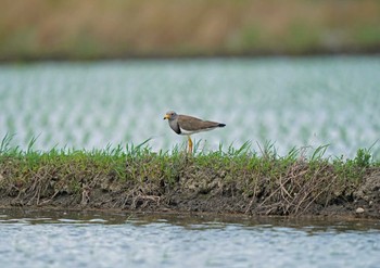 Grey-headed Lapwing Unknown Spots Sat, 5/28/2022