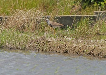 ケリ 磐田大池 2022年5月28日(土)