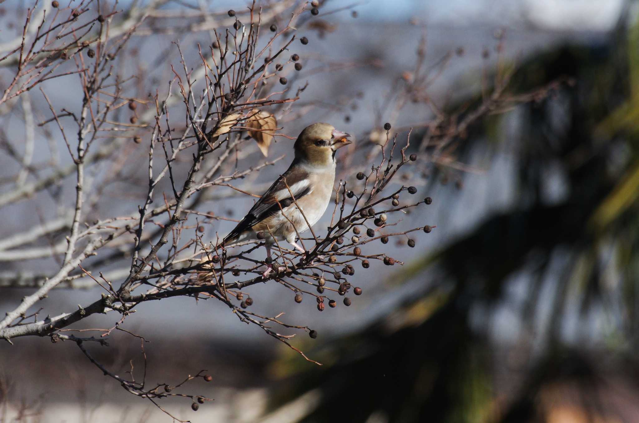 Photo of Hawfinch at Mizumoto Park by zingo