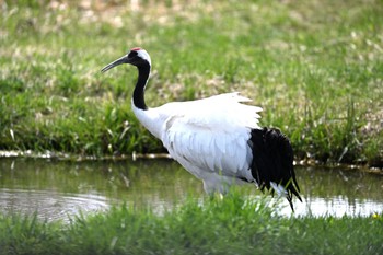 タンチョウ 鶴居村 2021年5月9日(日)