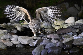 シマフクロウ 民宿 鷲の宿(羅臼) 2021年5月12日(水)