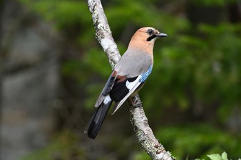 Eurasian Jay(brandtii) Tomakomai Experimental Forest Mon, 5/10/2021