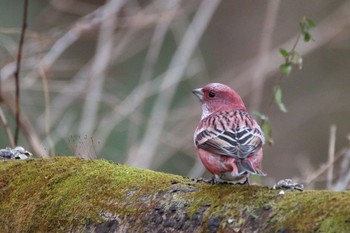 オオマシコ 埼玉県 2017年12月17日(日)