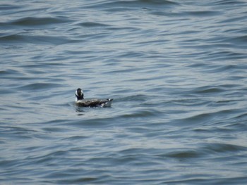 Ancient Murrelet Sambanze Tideland Sat, 5/28/2022