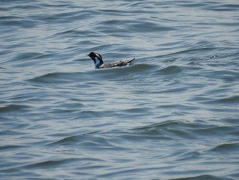 2022年5月28日(土) ふなばし三番瀬海浜公園の野鳥観察記録