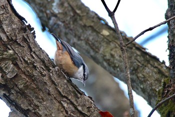 ゴジュウカラ 埼玉県 2017年12月17日(日)