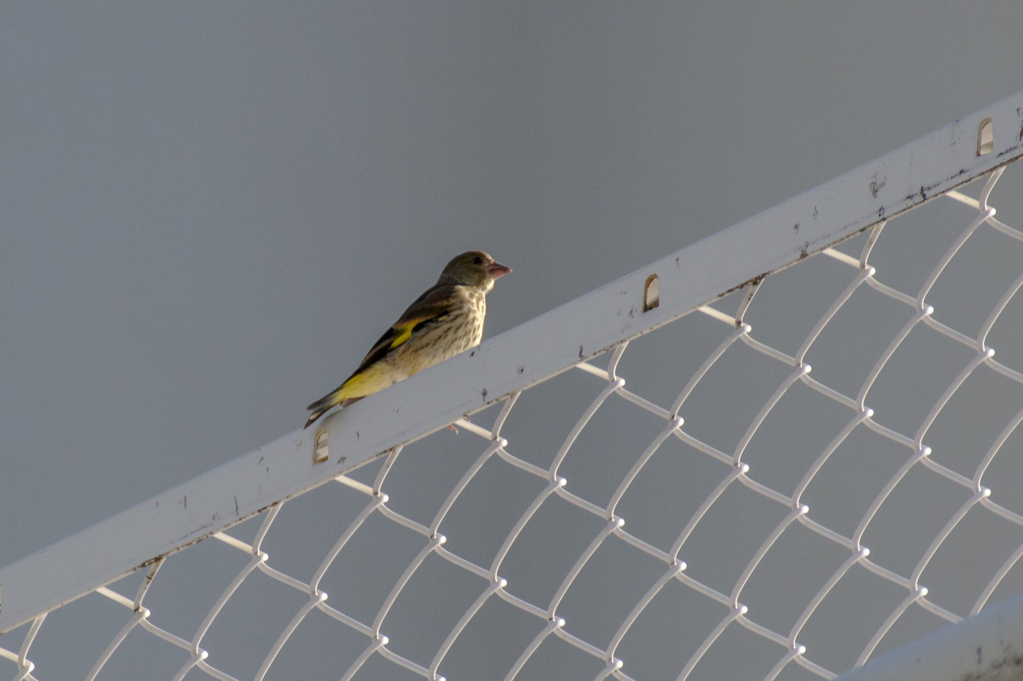 カワラヒワは鳴き声がかわいいですね by Marco Birds