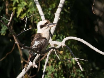 ワライカワセミ ケアンズ墓地(Cairns) 2019年9月6日(金)