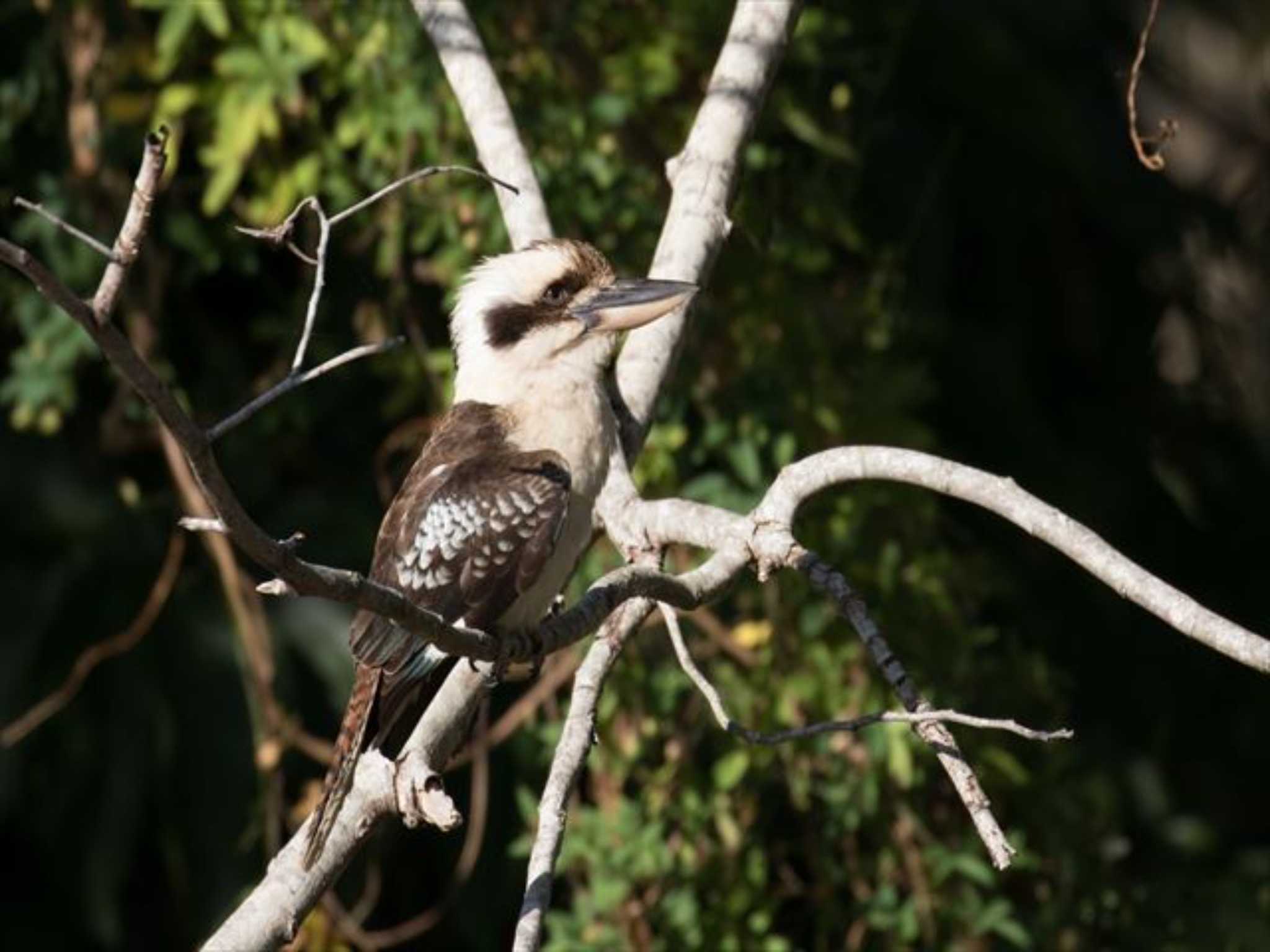 ケアンズ墓地(Cairns) ワライカワセミの写真 by まさき