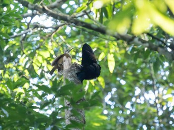 Victoria's Riflebird Centenary Lakes(Cairns) Tue, 9/10/2019