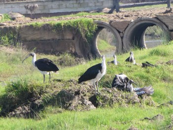 ムギワラトキ Richmond Lowlands, NSW, Australia 2022年5月28日(土)