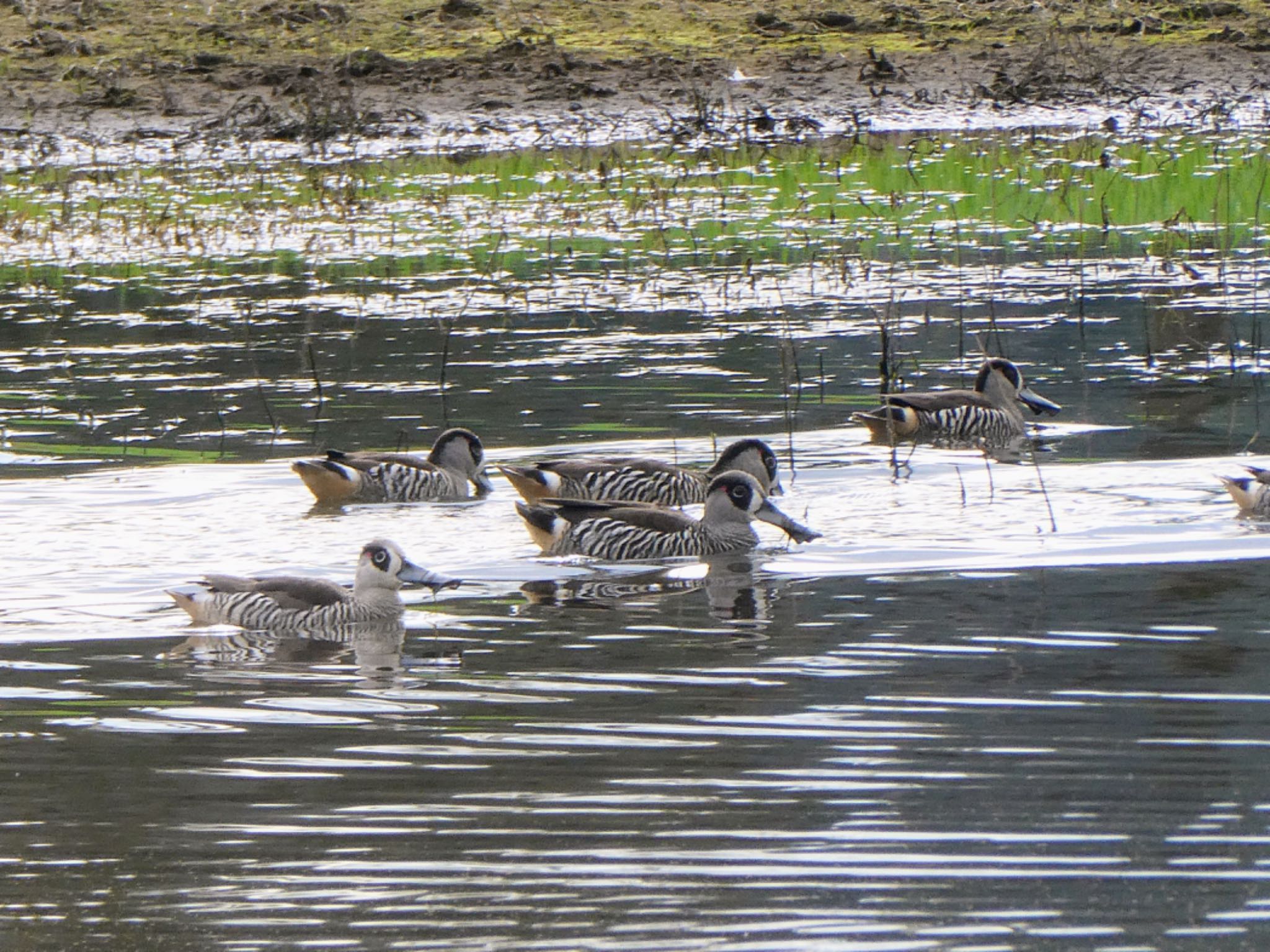 Photo of Pink-eared Duck at Richmond Lowlands, NSW, Australia by Maki