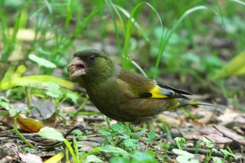 Grey-capped Greenfinch 池子の森自然公園 Sat, 5/28/2022