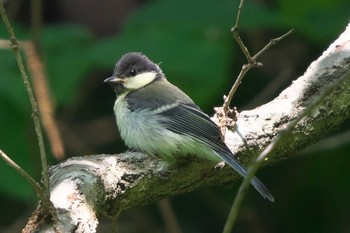 Japanese Tit 池子の森自然公園 Sat, 5/28/2022