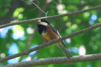 2022年5月28日(土) 池子の森自然公園の野鳥観察記録