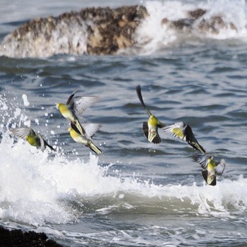 2022年5月28日(土) 大磯照ヶ崎海岸の野鳥観察記録