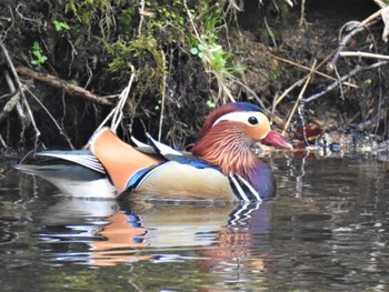 Mandarin Duck 湯滝 Sun, 5/15/2022