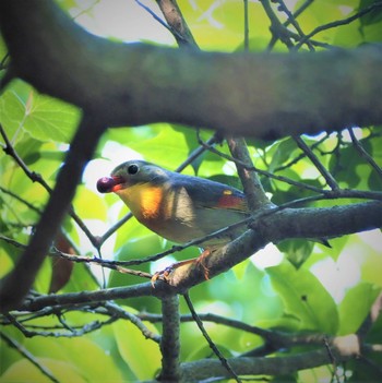 Red-billed Leiothrix 姫路市自然観察の森 Sat, 5/28/2022