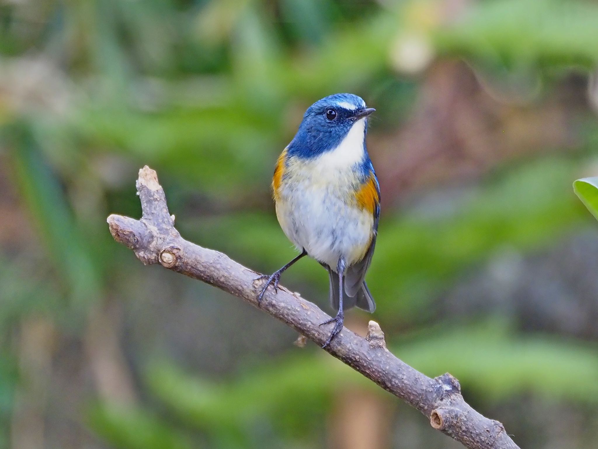 Red-flanked Bluetail