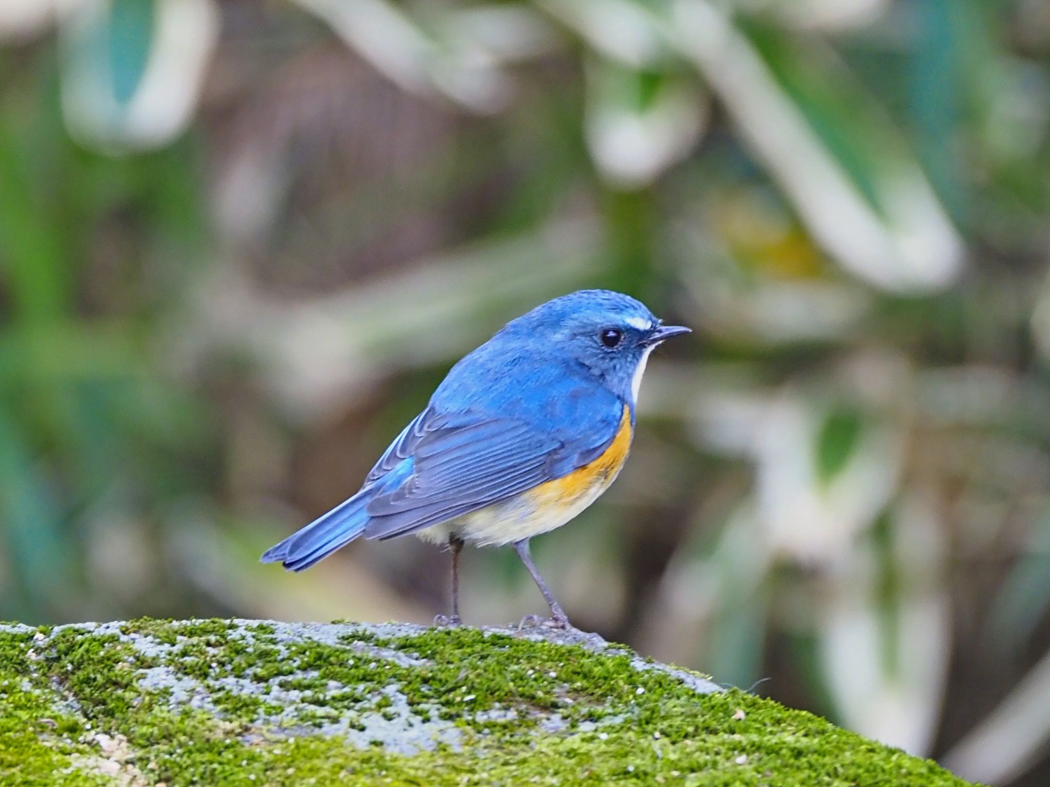 Red-flanked Bluetail