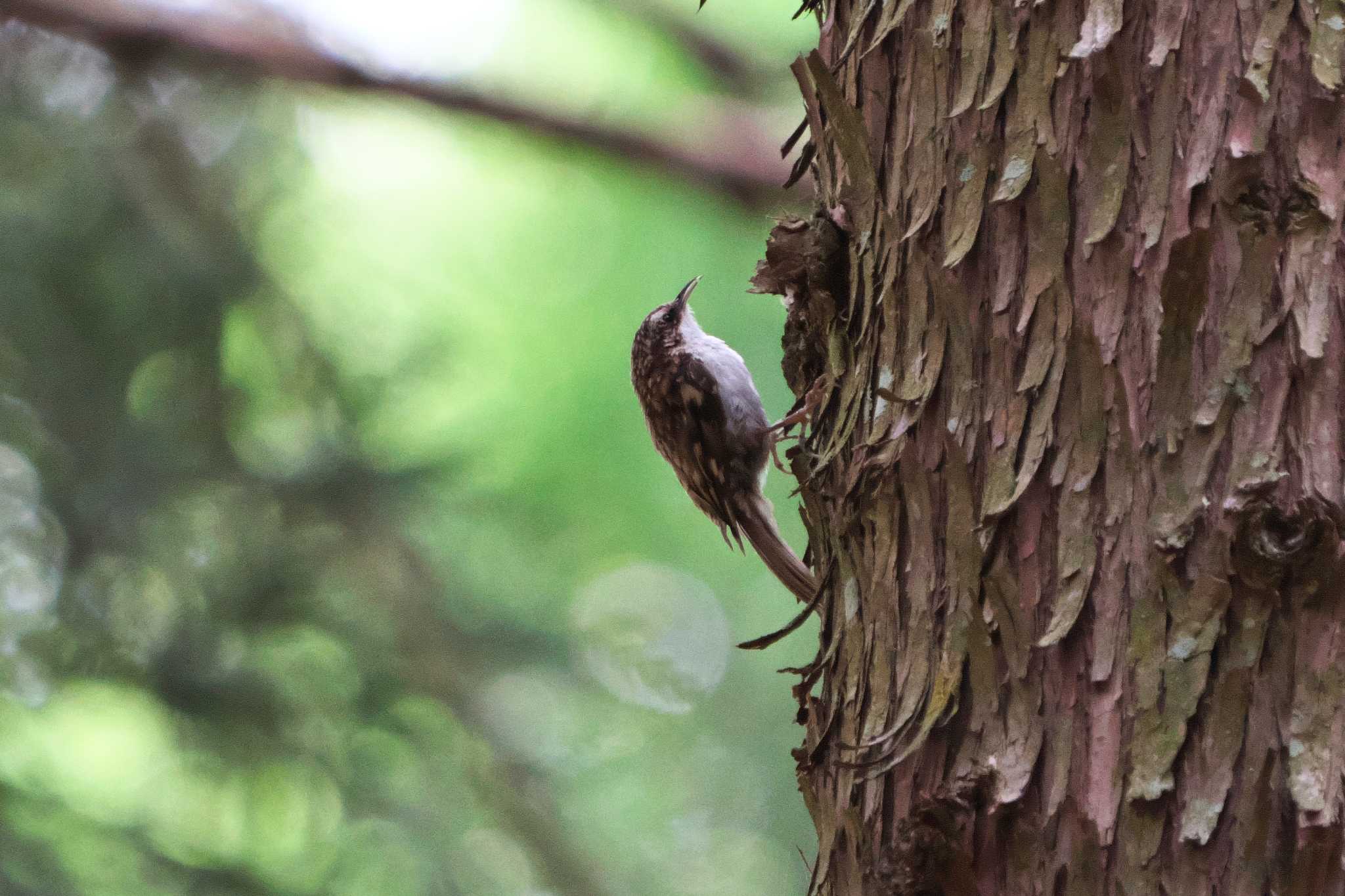 ささや ま の 森 公園 野鳥