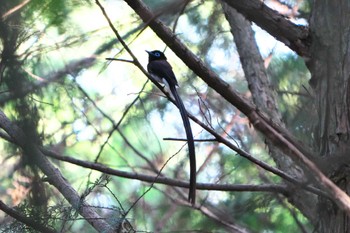 サンコウチョウ ささやまの森公園(篠山の森公園) 2022年5月28日(土)