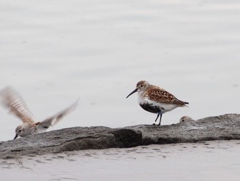 Dunlin Kasai Rinkai Park Tue, 5/17/2022